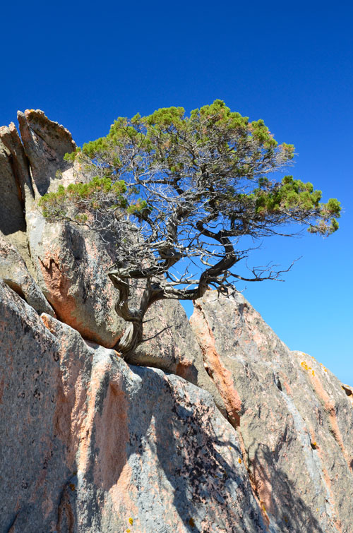 Sardegna la vegetazione vicino agli appartamenti in affitto del Residence Mirice